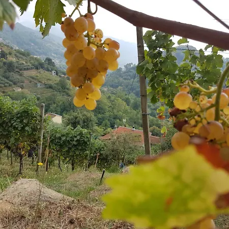 Antico Uliveto Landhuis *
