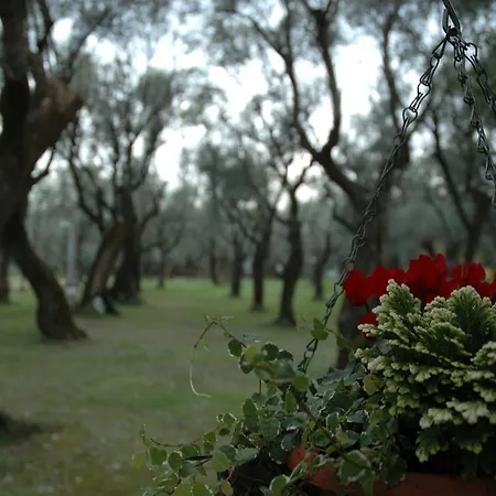 Antico Uliveto *
